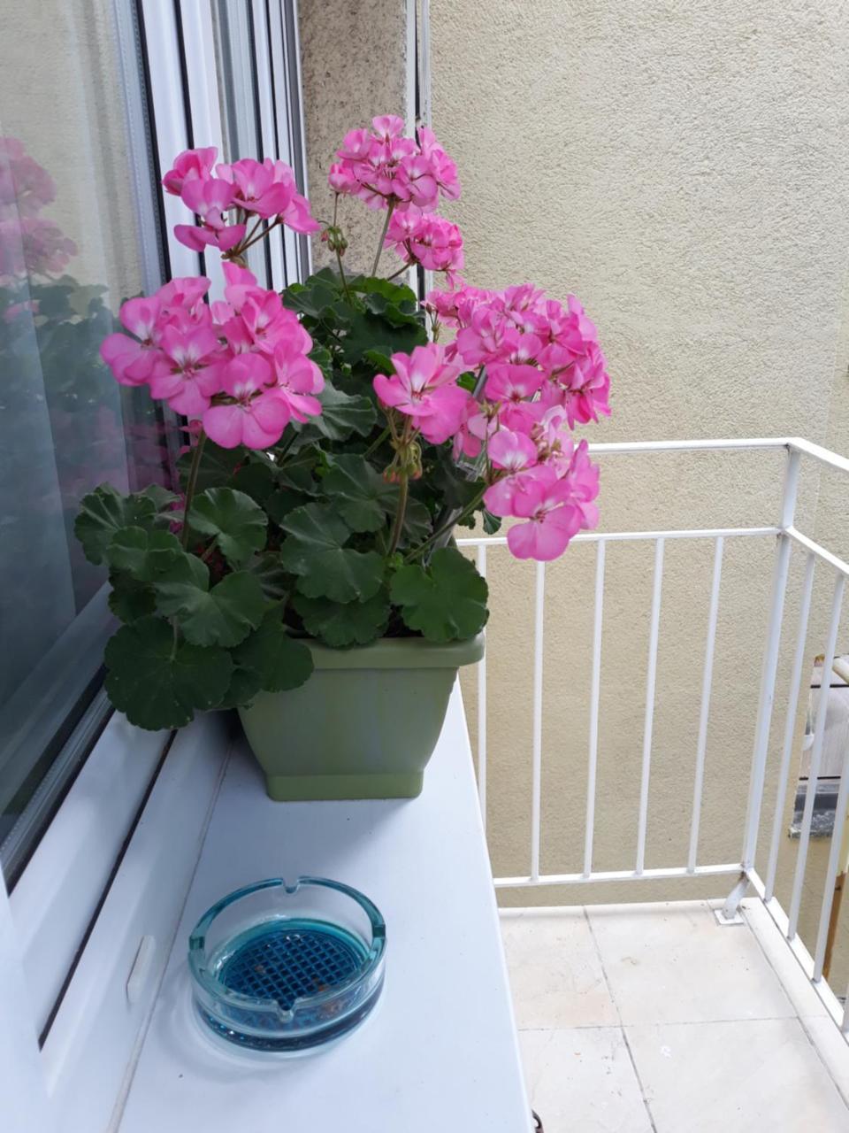 Zenit Apartman Makó Extérieur photo
